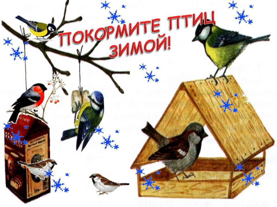 Покормите птиц зимой. Акция 2019